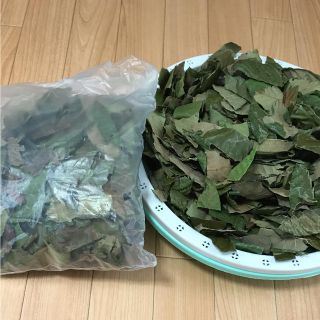 びわの葉 乾燥 100g 無農薬(その他)