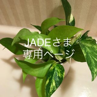 元気なポトス  根つき10本(その他)