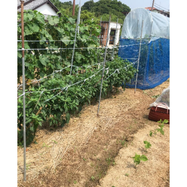 野菜詰め合わせ 自家栽培 食品/飲料/酒の食品(野菜)の商品写真