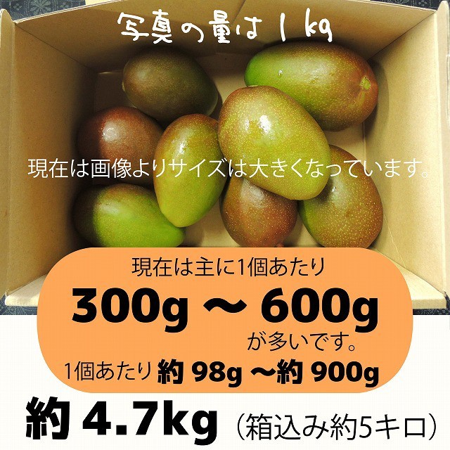 ［橙5-10］約4.7キロ　グリーンマンゴー 青マンゴー　摘果マンゴー　加工用 食品/飲料/酒の食品(フルーツ)の商品写真