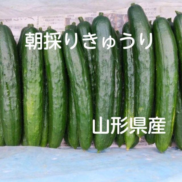 朝採りきゅうり5㎏規格外品☆オマケ付き 食品/飲料/酒の食品(野菜)の商品写真