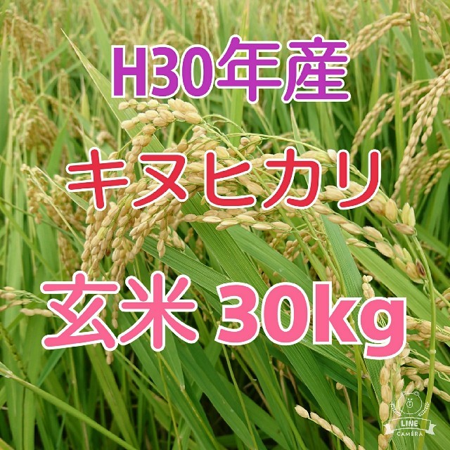 招き猫さま♪【定期購入】
H30年度《キヌヒカリ100% 玄米30kg》