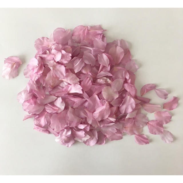 八重桜 花びら ドライフラワー 230枚以上 ハンドメイドのフラワー/ガーデン(ドライフラワー)の商品写真