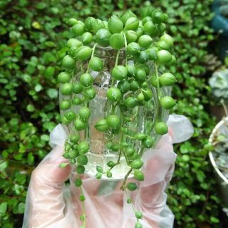 グリーンネックレス 多肉 観葉植物 寄せ植えにも(その他)