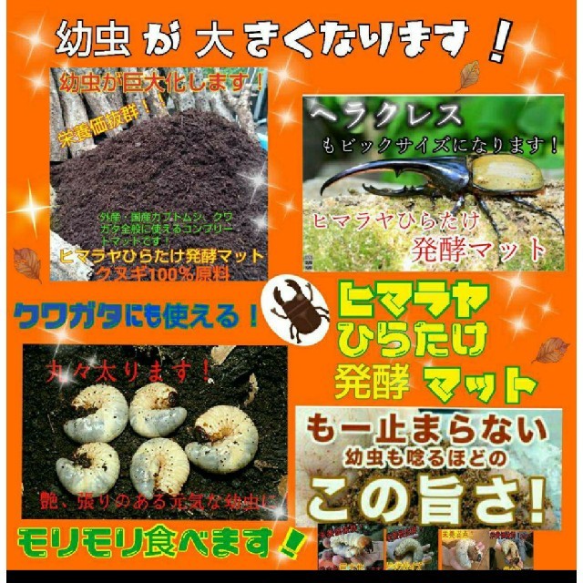 送料無料60ℓ、カブトムシ幼虫の餌！巨大化！ヒマラヤひらたけ発酵マット