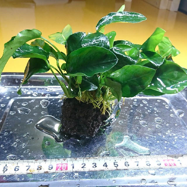 正規通販】 水草 アヌビアスナナ プチ 水上葉 5ポット分 正規通販】 水草 アヌビアスナナ プチ 水上葉 5ポット分