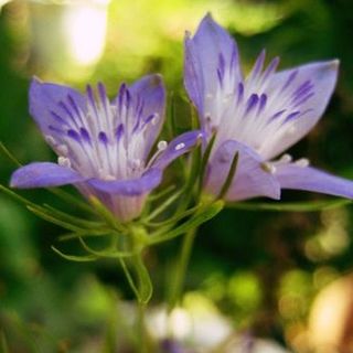 ニゲラ　ブルースター　種30粒　希少なニゲラらしくない星型の可愛いお花です❤(プランター)