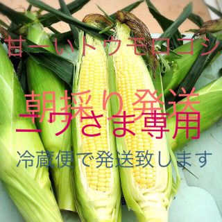 甘ーい朝採りトウモロコシ(野菜)