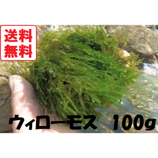 水草　ウィローモス100g　【無薬品】(アクアリウム)