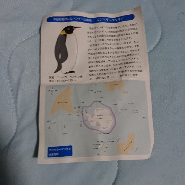 世界18種類が一堂に会するペンギンサミットミニポーチの会