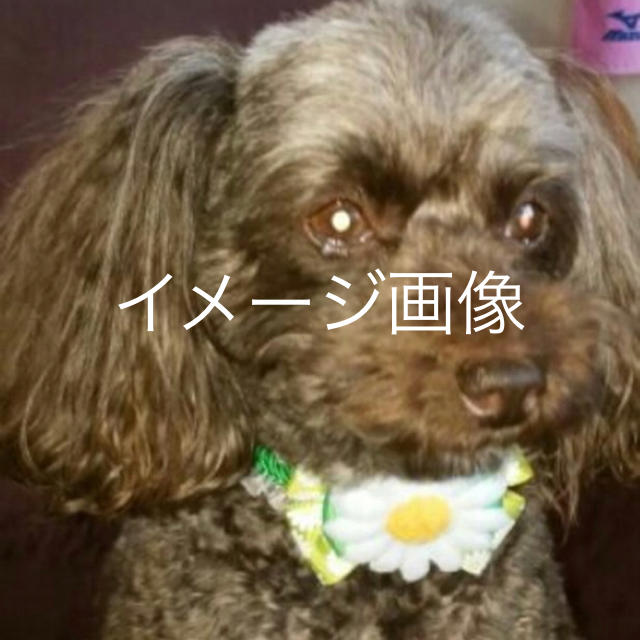 NEW ペット 首飾り 小型犬用