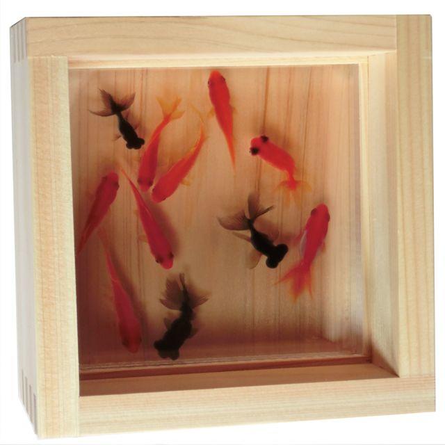 「送料0円」 アクリルアート「祭」　プレゼント アクリル樹脂 樹脂金魚 3D金魚 1
