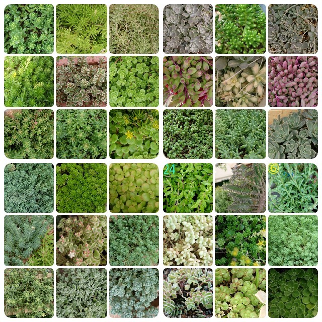 多肉植物、セダム強い子 カット ハンドメイドのフラワー/ガーデン(その他)の商品写真