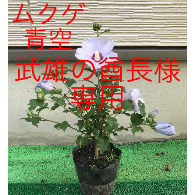 花盛り⭐️ムクゲ 青空 苗木