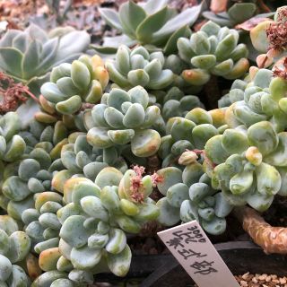 多肉植物 ピンクラウル半量 韓国苗(その他)
