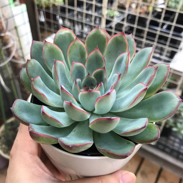 ぎゅうぎゅう☆ 多肉植物　プレリンゼ　群生　抜き苗