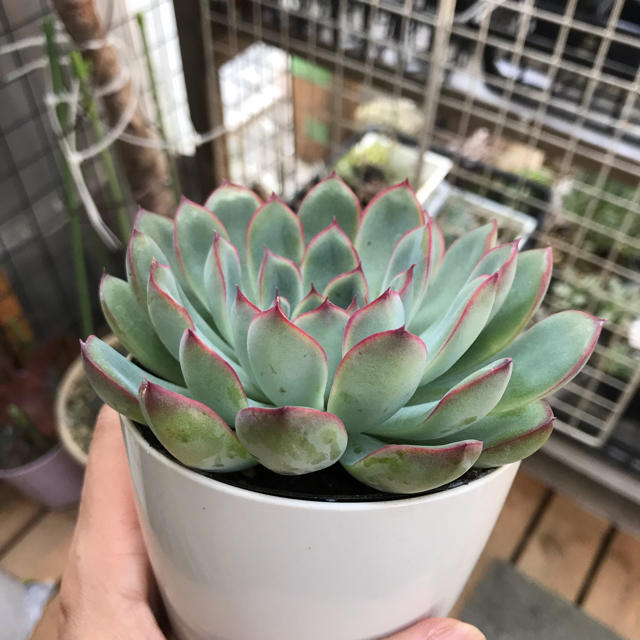 ぎゅうぎゅう☆ 多肉植物　プレリンゼ　群生　抜き苗