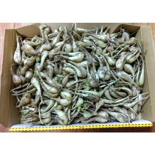 沖縄本島北部産　夏の島らっきょう1kg ♪(野菜)