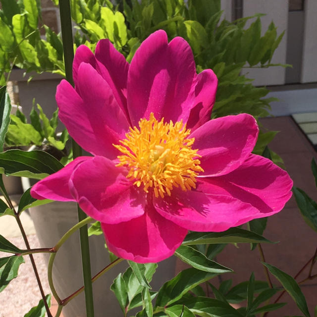 牡丹の花 の種 大輪  ハンドメイドのフラワー/ガーデン(その他)の商品写真