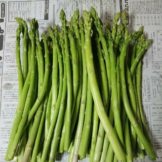(お買得！)佐賀県産グリーンアスパラ1.8キロ(訳あり)(野菜)