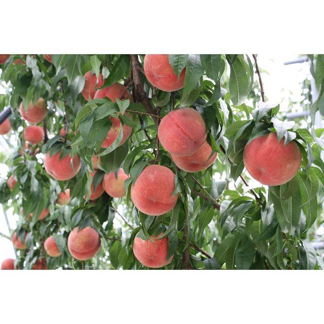 桃　ご家庭用「川中島白桃」約１，２ｋｇ　４～6個入り 食品/飲料/酒の食品(フルーツ)の商品写真