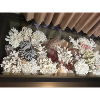珊瑚礁　テーブル(テーブル用品)