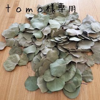 《tomo様専用》ユーカリポポラスのドライリーフ600枚(ドライフラワー)