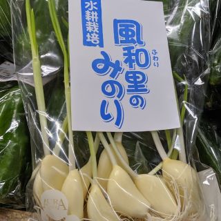 友芽にんにく【ユウイ様専用】(野菜)