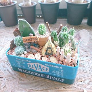 多肉植物  サボテン  寄せ植え  (その他)