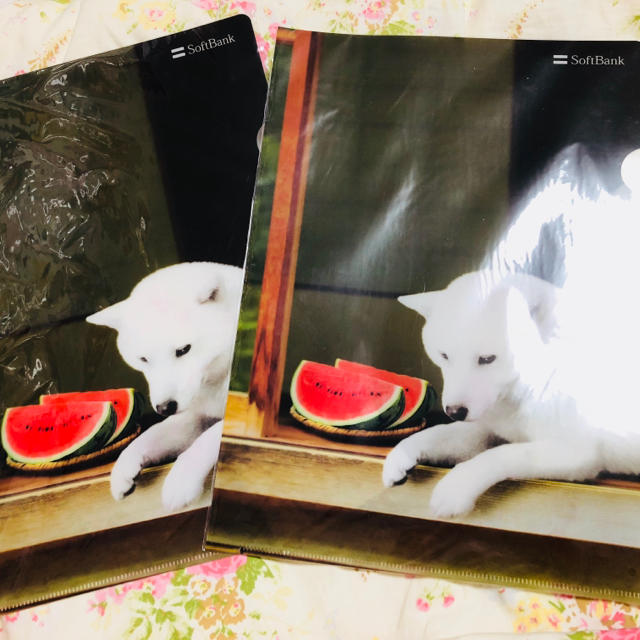 クリアファイル 白 犬 ホワイト ワンちゃん スイカ 夏 お父さん ソフトバンク エンタメ/ホビーのアニメグッズ(クリアファイル)の商品写真
