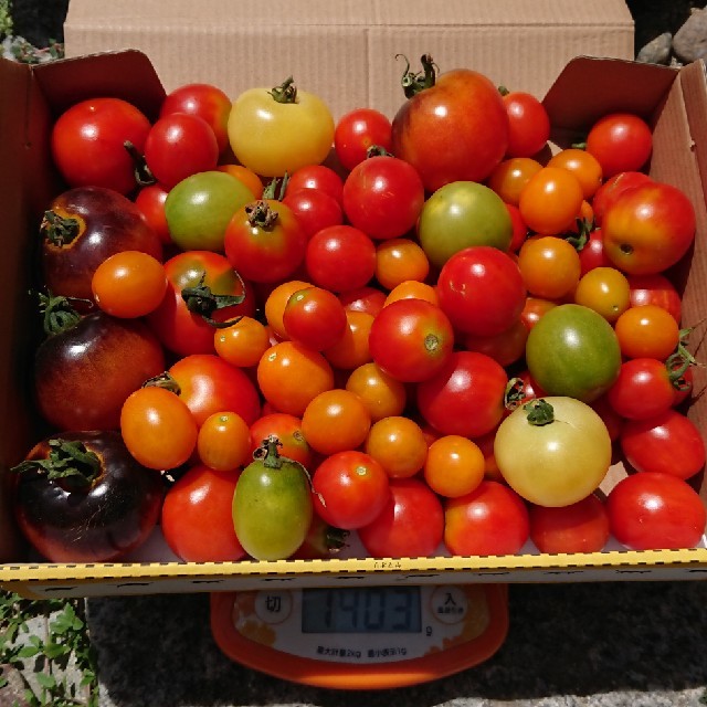 農薬化学肥料不使用♪トマト詰め合わせセット♪ 食品/飲料/酒の食品(野菜)の商品写真