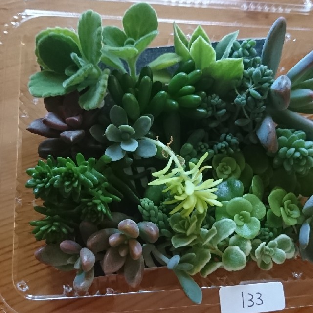 多肉植物 カット苗 133 ハンドメイドのフラワー/ガーデン(その他)の商品写真