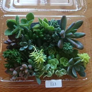 多肉植物 カット苗 133(その他)