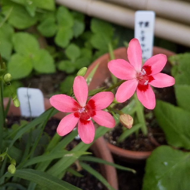 姫ヒオウギ    花種      40粒 ハンドメイドのフラワー/ガーデン(その他)の商品写真