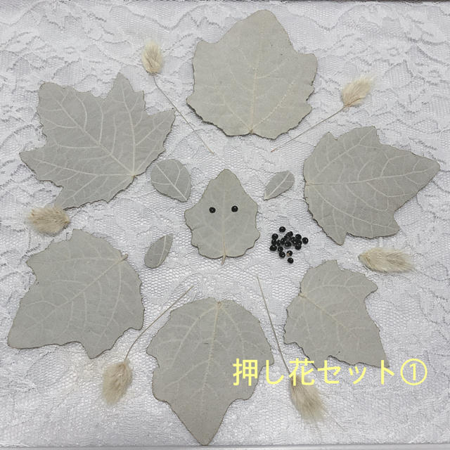 押し花 銀ポプラの葉 バニーテール 種 動物の目などに の通販 By Mi ラクマ 押し花 銀ポプラの葉 バニーテール 種 動物の目などに の通販 By Mi ラクマ