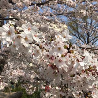 アフタヌーンティー(AfternoonTea)のめろんぱん様専用(ポーチ)