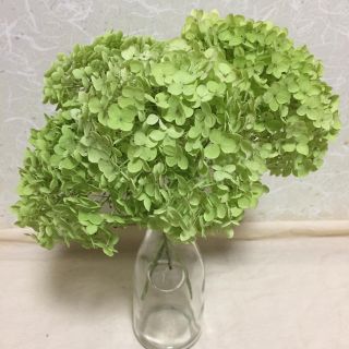 アナベル 紫陽花 ドライフラワー フレッシュ(ドライフラワー)