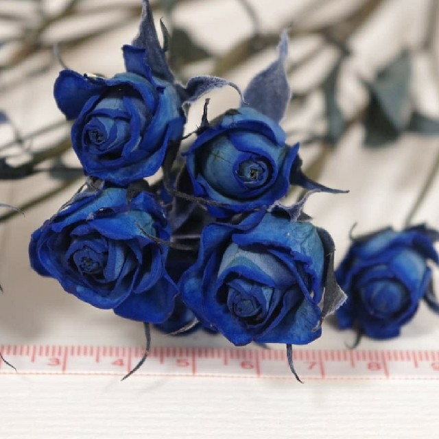 【ドライフラワー花材】スプレーバラ 青色 #7002 ハンドメイドの素材/材料(各種パーツ)の商品写真