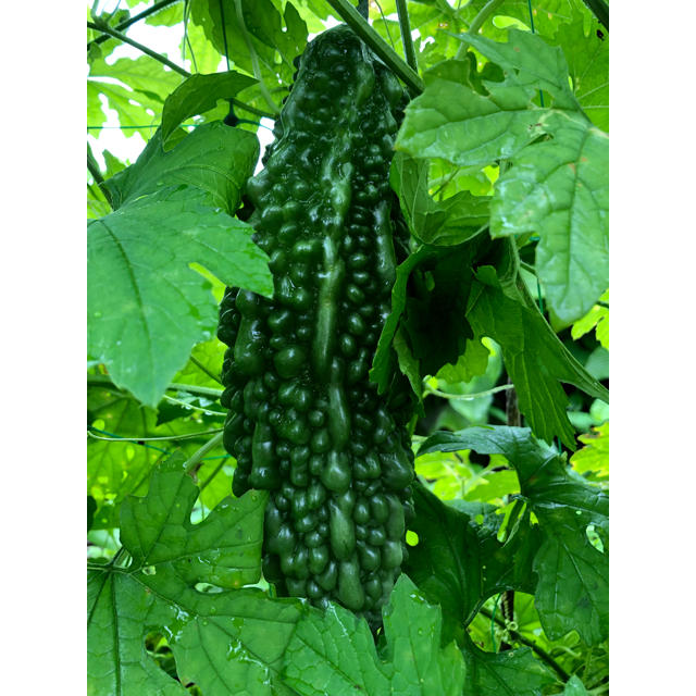 野菜の詰め合わせ 食品/飲料/酒の食品(野菜)の商品写真