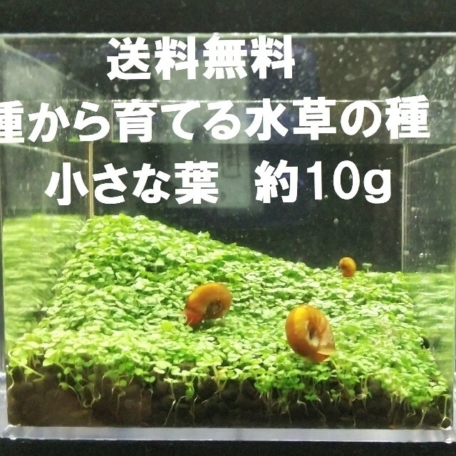 種から育てる。水草の種　小さい葉　約10g その他のペット用品(アクアリウム)の商品写真
