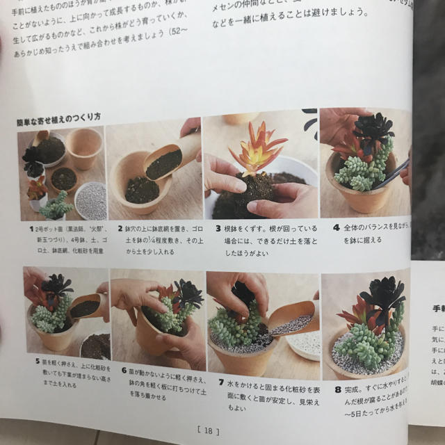 専用 多肉植物 エンタメ/ホビーの本(趣味/スポーツ/実用)の商品写真
