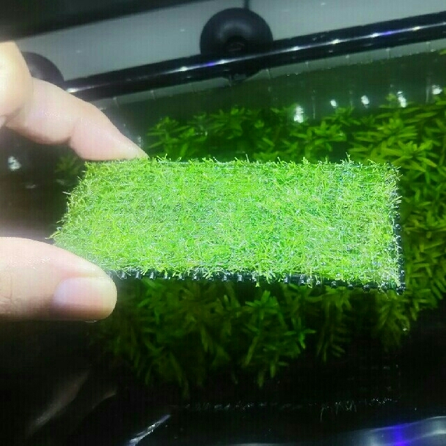正規品販売! マコト様追加分専用 ② 水草リシアマット 5cm×5cm 2枚