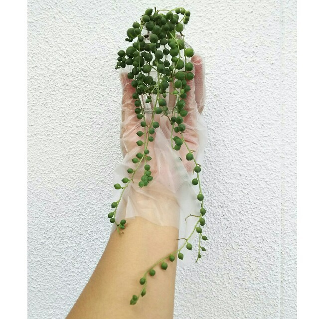 グリーンネックレス 多肉植物 観葉植物 寄せ植えにも ハンドメイドのフラワー/ガーデン(その他)の商品写真