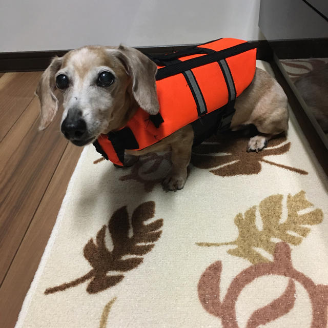 犬用ライフジャケットの通販 By 3daks S Shop ラクマ 犬用ライフジャケットの通販 By 3daks S Shop ラクマ