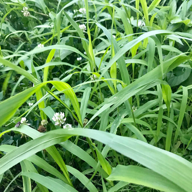 大量入荷 生牧草オーツヘイとイタリアンライグラス