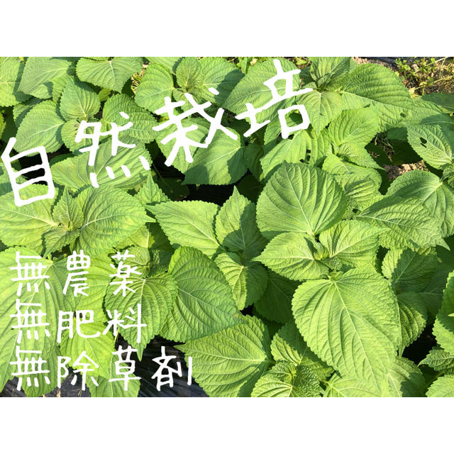 自然栽培 エゴマの葉 50枚 8 26から収穫予定 の通販 By Forestfarm 自然栽培 ラクマ 自然栽培 エゴマの葉 50枚 8 26から収穫予定 の通販 By Forestfarm 自然栽培 ラクマ