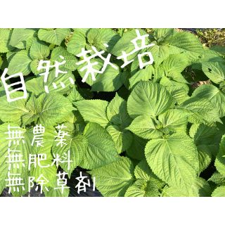 「自然栽培」エゴマの葉 50枚 (8/26から収穫予定！)(野菜)