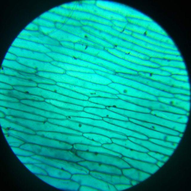 AOPWELL 顕微鏡80X-1600X-学生用単眼顕微鏡 (顕微鏡1600x)