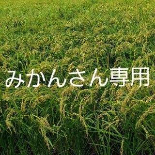 ひのひかり(米/穀物)