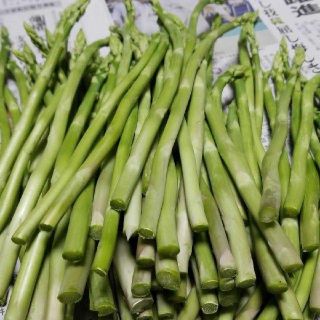 出雲市産　グリーンアスパラガス　５００グラム　送料込み(野菜)